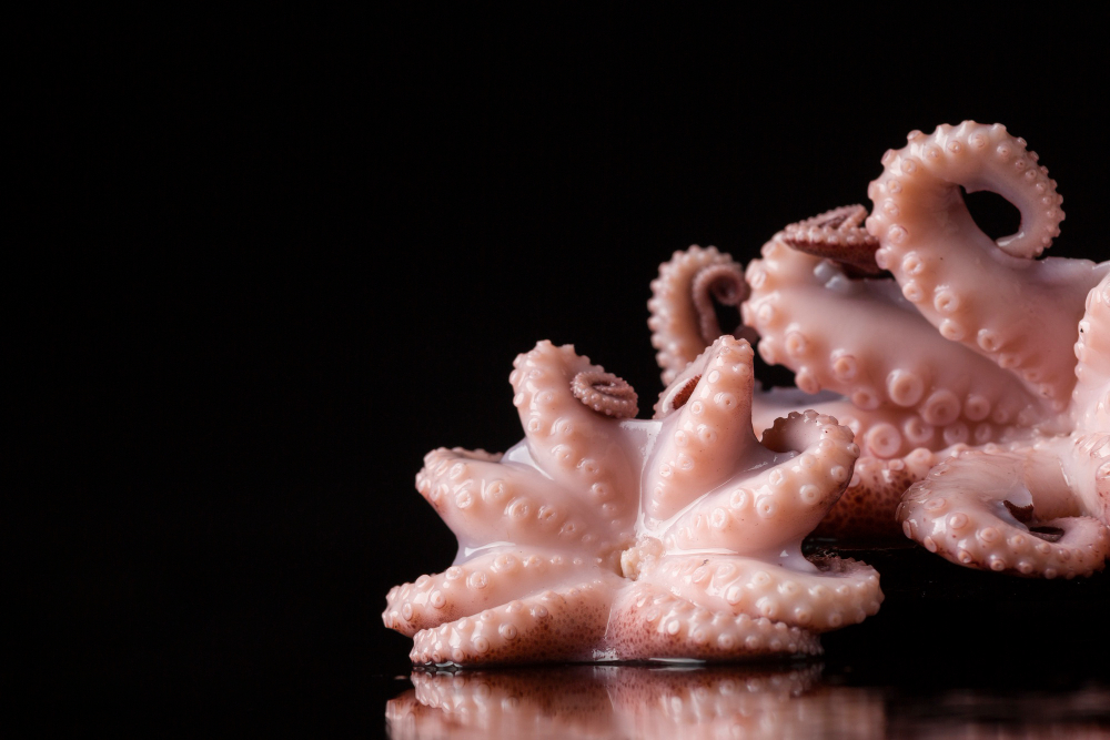 Petit poulpe / Moscardino