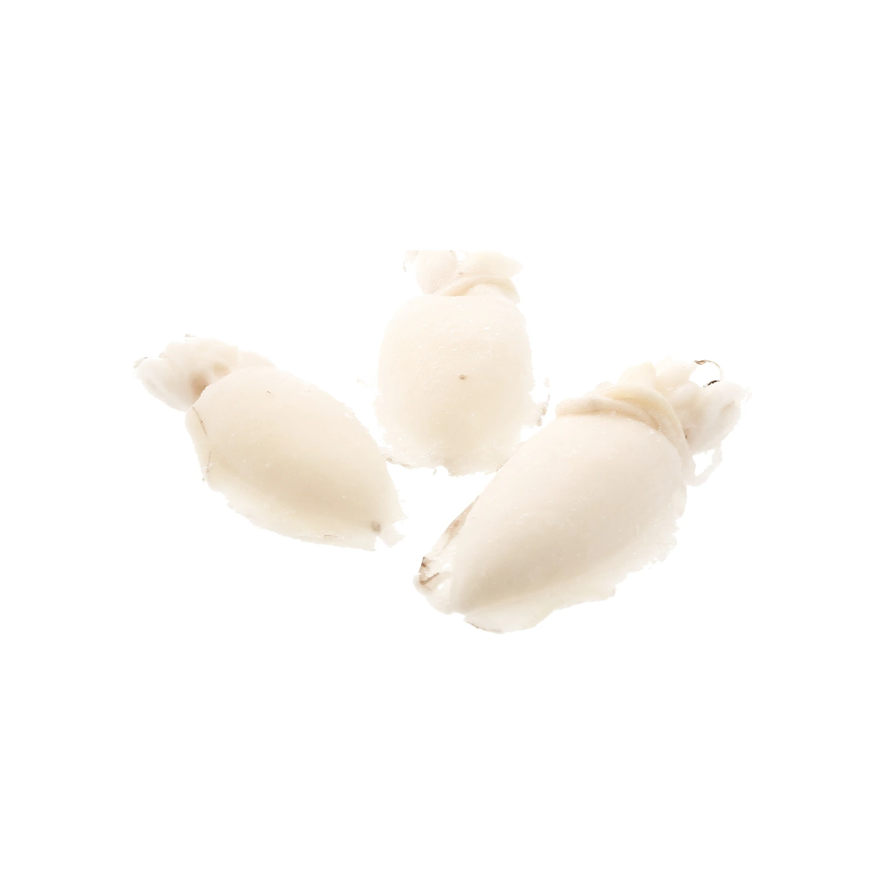 Seiche entière nettoyée n°U5 / U3 / U10